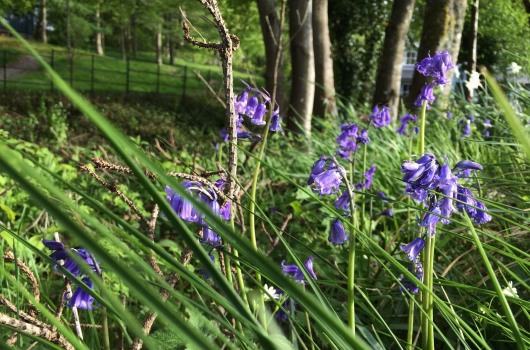 Bluebells